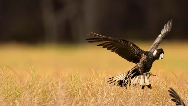 Uma cacatua-negra-de-Carnaby voa sobre uma área de vegetação seca, com as asas abertas e as pernas estendidas. A luz dourada do fim do dia destaca sua plumagem escura e a cauda avermelhada.