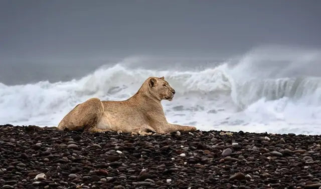 Gamma, une lionne du désert, garde à l'abri des regards la carcasse d'un otarie à fourrure du Cap sur une plage de Namibie.