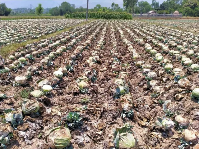  फाइल तस्बिर बन्दा खेती