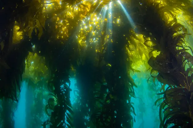 समुद्री शेवाळ