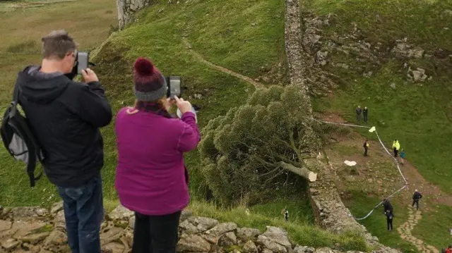 Sycamore Gap tree felled