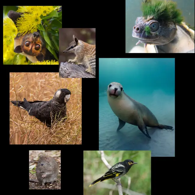 Clockwise from top left - Australian Flying Fox, Numbat, Mary River Turtle, Australian Sea Lion, Regent Honeyeater, Gilbert's Potoroo, Carnaby's Black Cockatoo