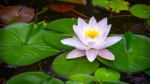 শাপলাকে নির্বাচনি প্রতীক হিসেবে না রাখার সিদ্ধান্ত ইসির