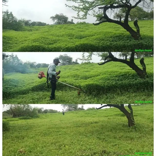 ગીર સિંહ જૂનાગઢ વનવિભાગ કુંવાડિયો હરણ ચિત્તલ તૃણાહારી પ્રાણી આહાર શ્રૃંખલા બીબીસી ગુજરાત સૌરાષ્ટ્ર જંગલનો રાજા ગુજરાત બીબીસી ગુજરાતી ન્યૂઝ