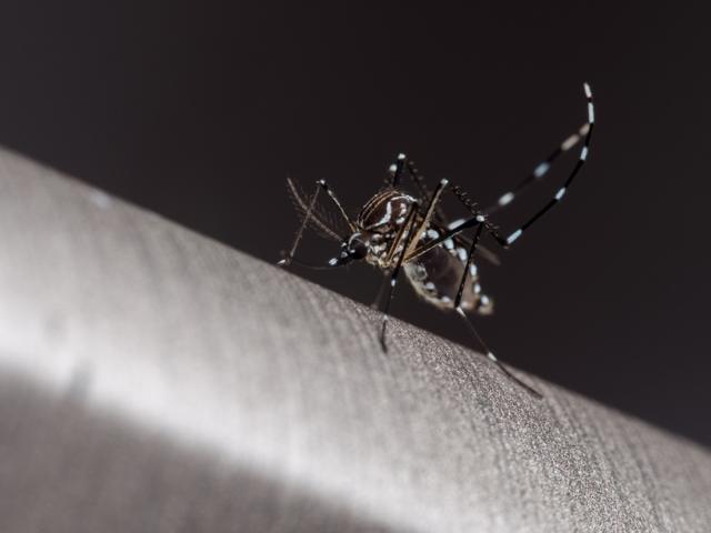 Aedes aegypti, o mosquito da dengue
