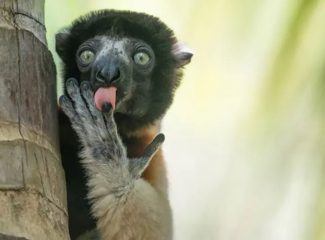 Lemur gleda direktno u camera i liže prste