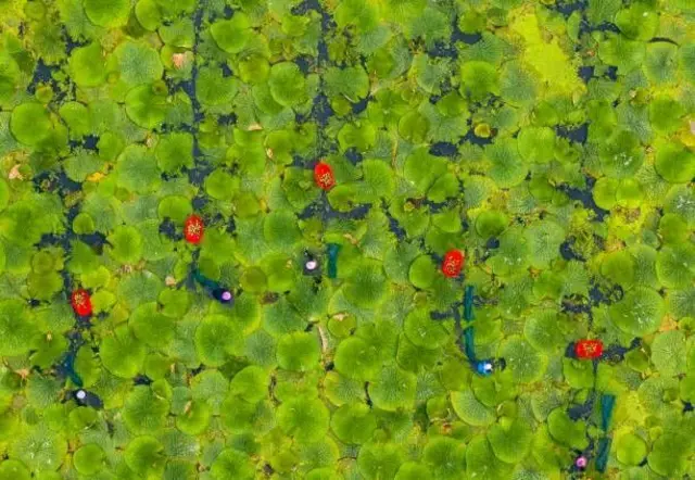 مکھانے کے تالاب