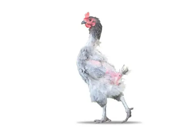 બીબીસી ગુજરાતી બર્ડ ફ્લૂ મહારાષ્ટ્ર મરઘાં ઈંડાં વાયરસ ઓપરેશન કલિંગ