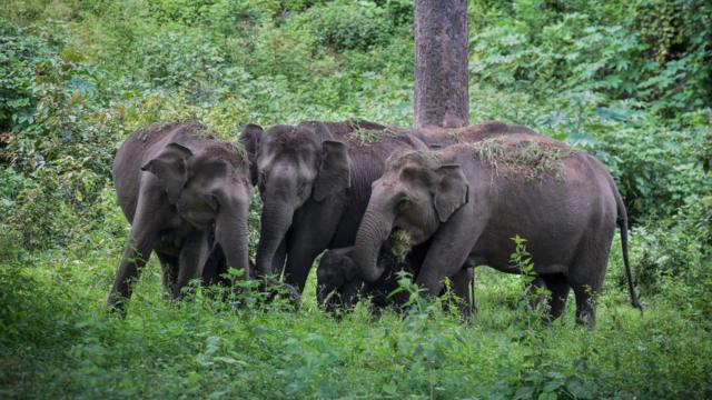 யானை வழித்தடங்கள்