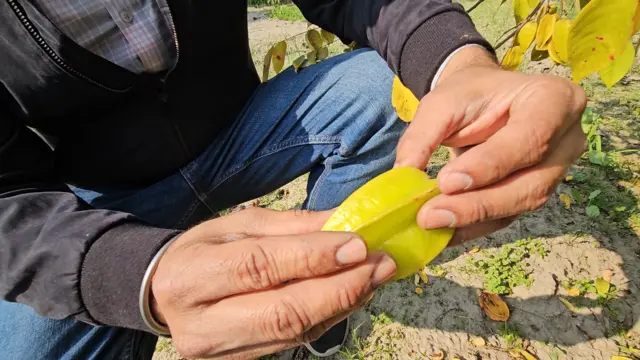 ਐਵਾਕਾਡੋ