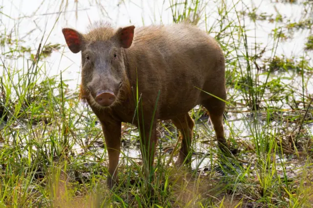 காட்டுப்பன்றி 