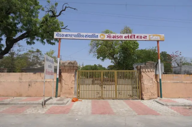 વીનુ શીંગાળા, નિલેશ રૈયાણી, મર્ડર કેસ, ગોંડલ, ગુજરાત, બીબીસી ગુજરાતી
