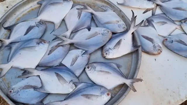 పాంప్లెట్ ఫిష్