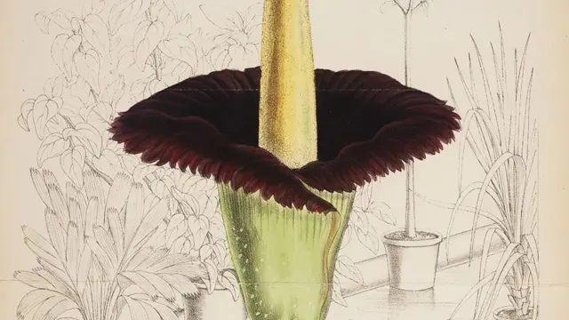 Gambar titan arum.