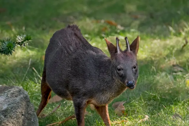 Pudu do Sul