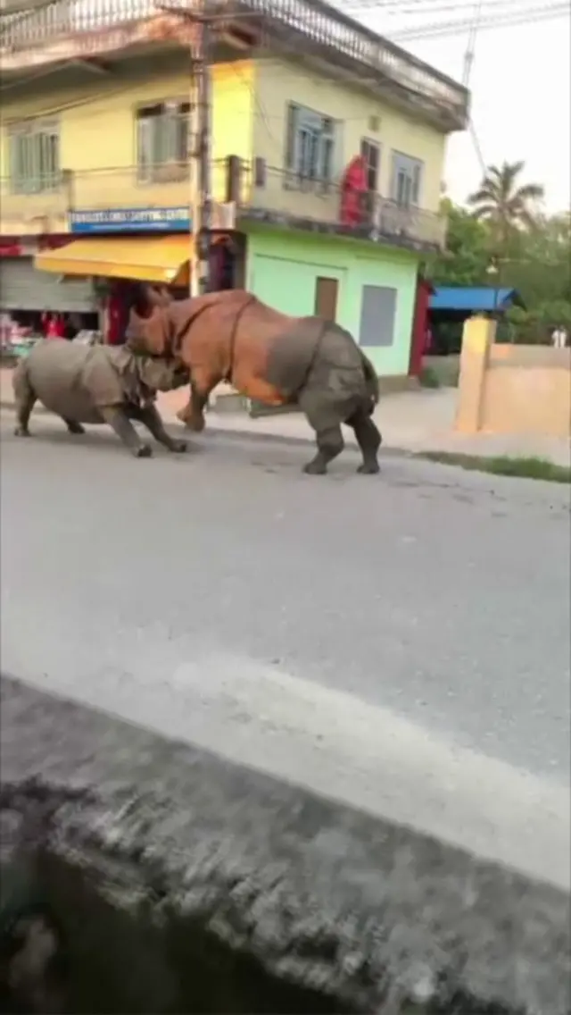 બે ગેંડા વચ્ચે થઈ ભયંકર લડાઈ