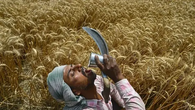 Manomi yana shan ruwa.