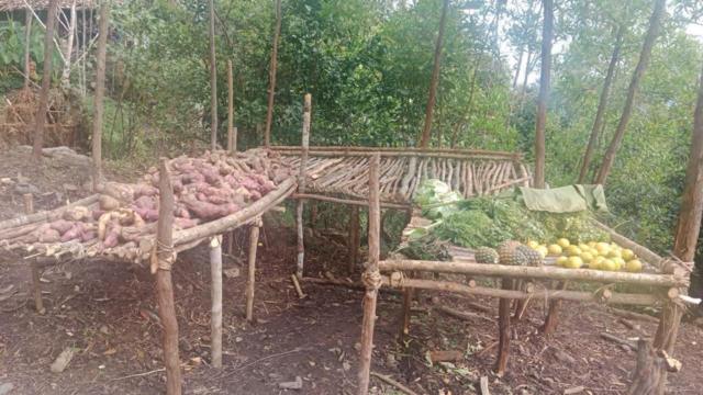 Pangan: Bobon Santoso Dan Persoalan Pangan Orang Asli Papua, Mengapa ...