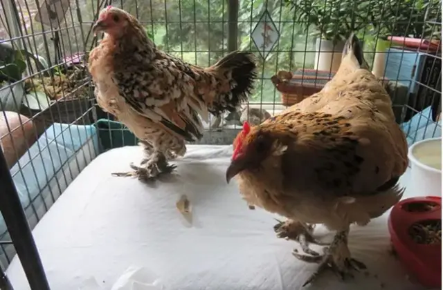 Peanut ati ọmọ rẹ, Millie lọdun 2022