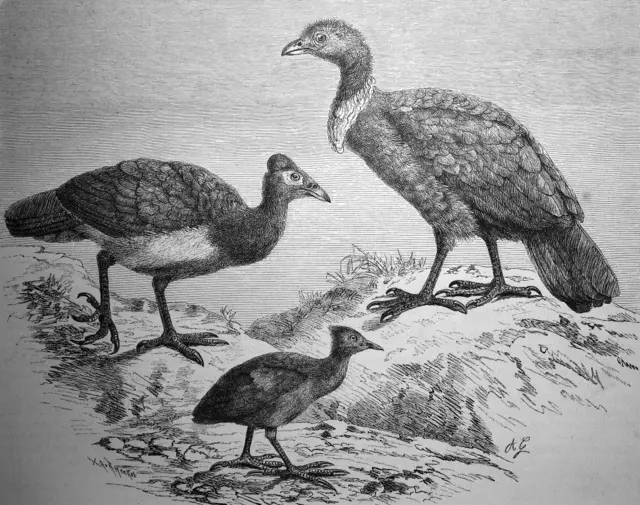 Ilustrasi burung maleo