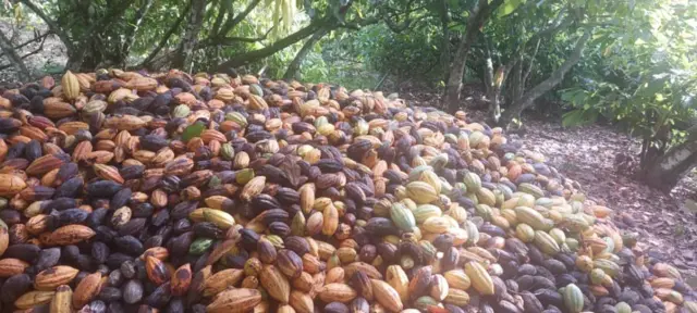 Des cabosses de cacao