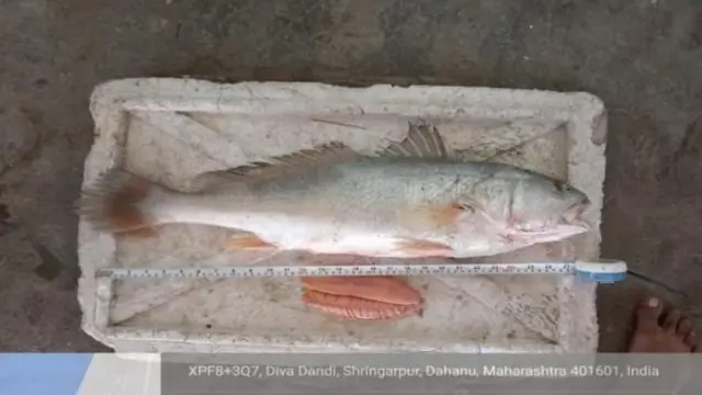 घोळ मासा