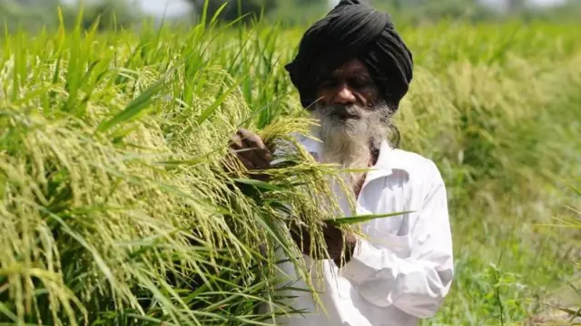 ਝੋਨਾ ਤੇ ਕਿਸਾਨ