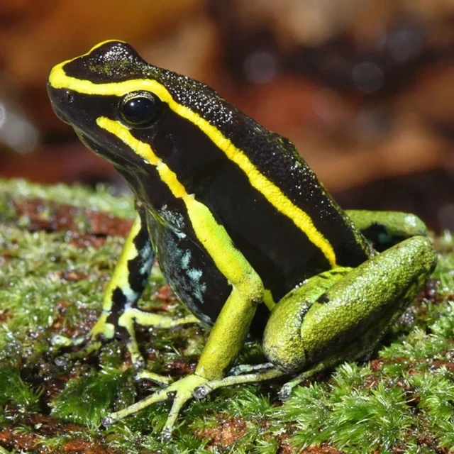 زہریلے مینڈک