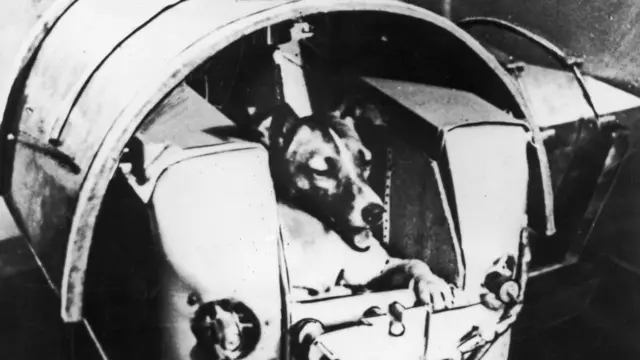 লাইকা নামের কুকুর মহাকাশে পাঠানো হয়েছিল সোভিয়েত ইউনিয়নের দ্বিতীয় কৃত্রিম উপগ্রহে ছবি – নভেম্বর ১৯৫৭ 