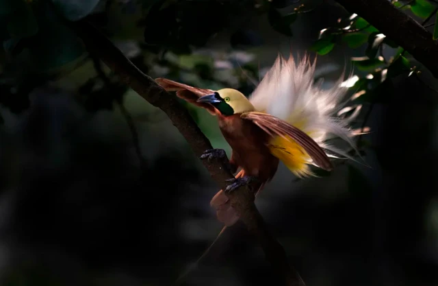 นกซึ่งเป็นทายาทของสัตว์เลื้อยคลานเลือดเย็น กลับมีวิวัฒนาการจนกลายมาเป็นสัตว์เลือดอุ่น