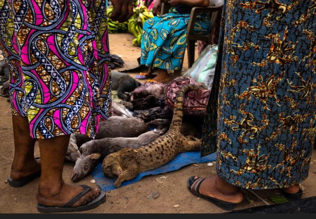 Marché de gibiers au Congo.