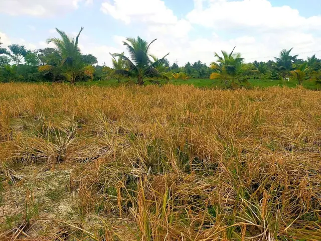 தரிசு நிலத்தில் விளைந்த நெல்