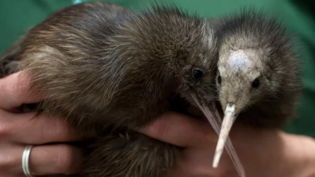 Kiwi bird