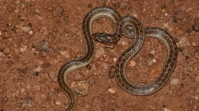 બીબીસી ગુજરાતી, ગુજરાત, બીબીસી, સાપ, ભારત, અમદાવાદ