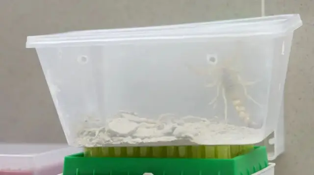 A scorpion in a plastic container