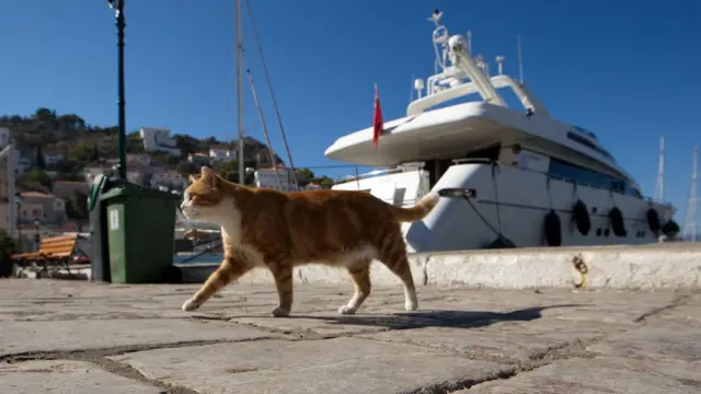 Seekor kucing berjalan di pelabuhan Hydra, Yunani.