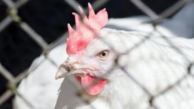 বাংলাদেশে ব্রয়লারের ডিম ও মুরগির প্রায় ৮০ শতাংশ উৎপাদন করে প্রান্তিক খামারিরা।