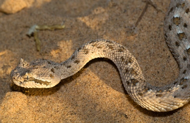 సరీసృపాలు, పాములు, స్మగ్లింగ్ ముంబయి ఎయిర్‌పోర్టు