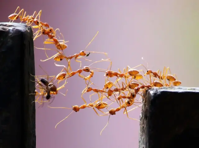 ድልድል ዝሰርሑ ጻጸ