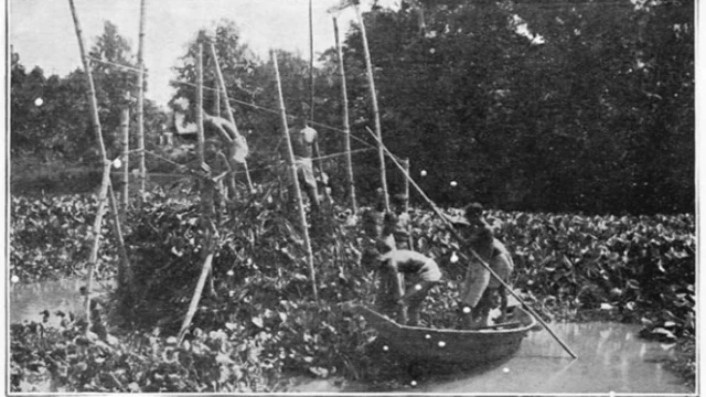 ২০ শতকের গোড়ার দিকে গ্রামবাসীরা কচুরিপানার সাথে লড়াই করেছে