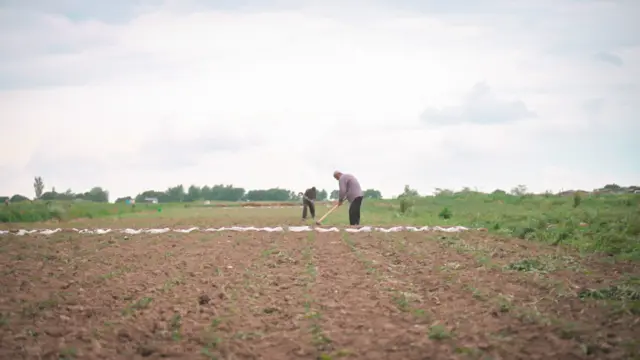Дыйкандар эртеден-кечке тынымсыз иштеп кечинде эмгек акыларын алып, үйлөрүнө кайтышат