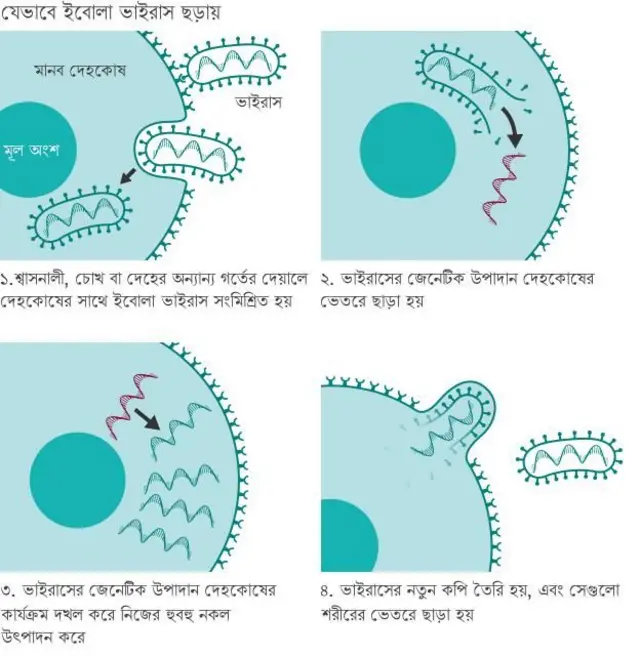 বিশ্ব স্বাস্থ্য সংস্থার মতে, ইবোলা হচ্ছে একটি ভাইরাস-জাতীয় রোগ যার প্রাথমিক লক্ষণ হতে পারে হঠাৎ করে জ্বর, গভীর দুর্বলতা, পেশিতে এবং গলায় ব্যথা।
