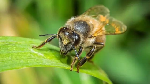 બીબીસી ગુજરાતી મધમાખી દાહોદ હુમલો ડંખ