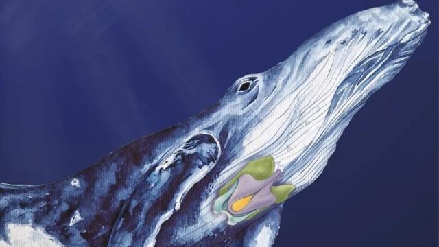 Obra de arte indicando as cartilagens da laringe em uma baleia jubarte