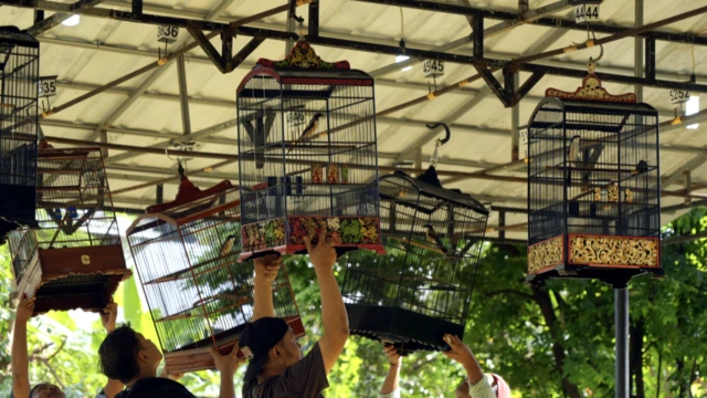 festival burung