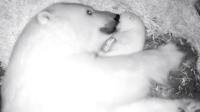 Aurora abraçada com a filhote Nur em toca no Aquário de São Paulo