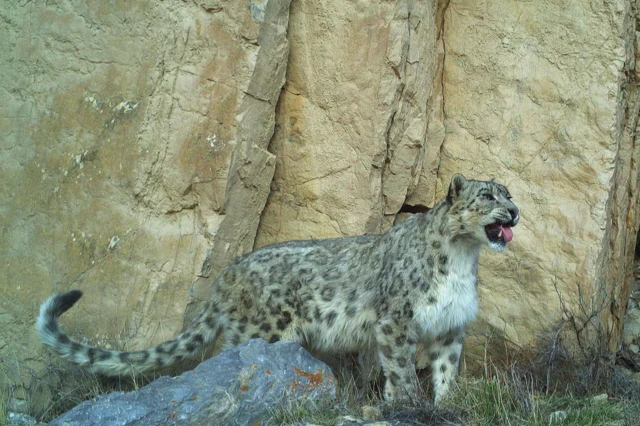 Улуттук илимдер академиясынын эсеби боюнча Кыргызстанда 450 ак илбирс бар