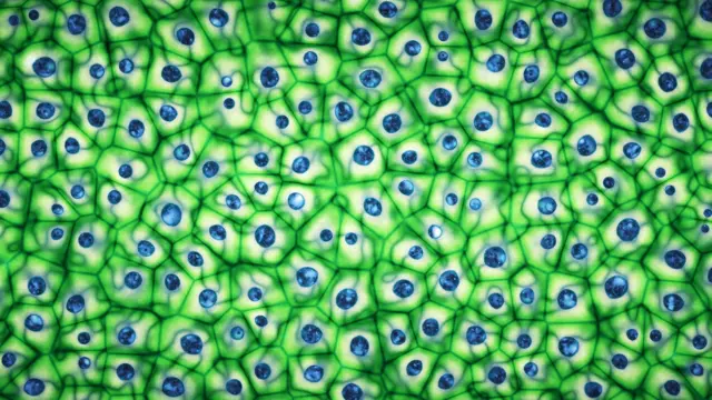 స్టెమ్ సెల్స్