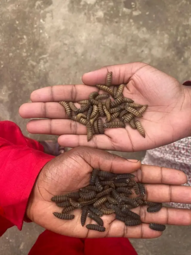 Deux mains présentant des mouches soldat noires