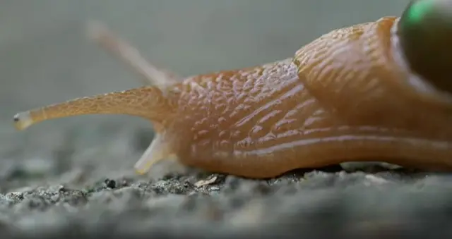 ગોકળગાયની ખેતી, પાકિસ્તાન